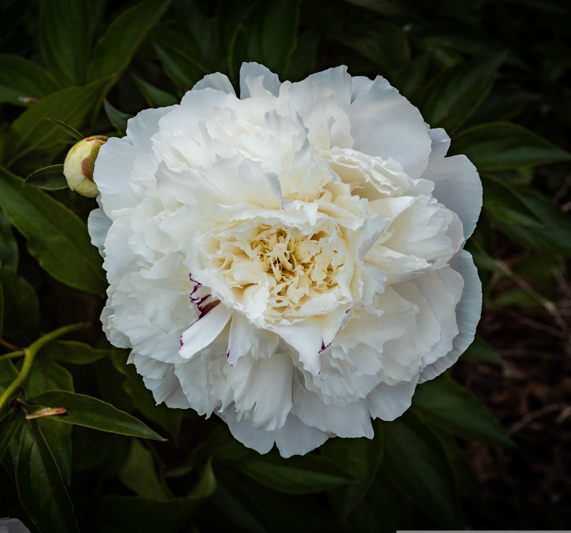 Fleuriste au travail